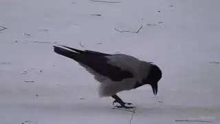Как надо ловить рыбу