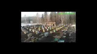 Итоги зимовки пчёл 2021-2022 года