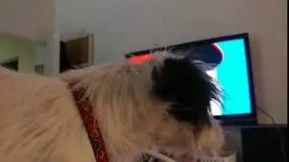 pixie dislikes trump