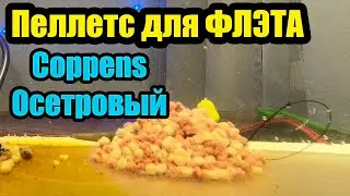 Pellets for FLAT FEEDER Coppens | Sturgeon pellets | FLAT METHOD