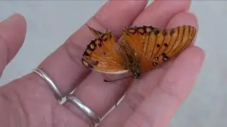 SOFT SPOT FOR MONARCHS | Day 14