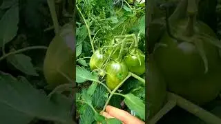 Томаты 3июля 2018