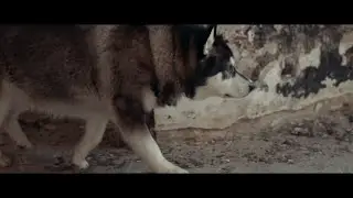 Pitt Leffer - My Life