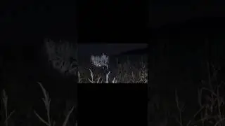 IT WAS WATCHING