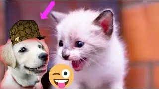 funny dog and cat video 2023 #4