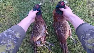 Охота на фазана.Шотландский сеттер и добор подранка. Собачка умничка!!!