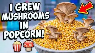 How I Use Pop Corn to Grow Mushrooms at Home