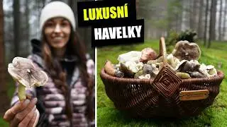 Čirůvka havelka - výborná podzimní houba! Jak ji poznat? Záměny. (Tricholoma portentosum)