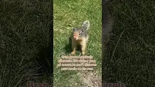 🐿️ ❤️ 🐆 #indierock #indie #indiemusic #squirrel #newmusic #modernrock #poprock #indierockmusic