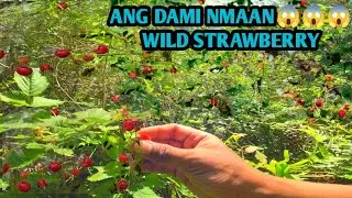 WILD STRAWBERRY ANG DAMI PALA DITO SA BUNDOK / ANG PAG BABA NG BUNDOK