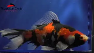 goldenfish061