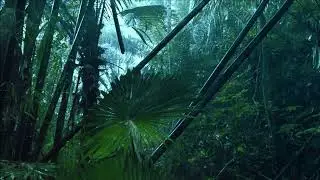 This music can be listened to at any time of the day. Soothing music and the sound of rain for sleep