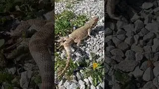 Bearded dragon pooping! 
