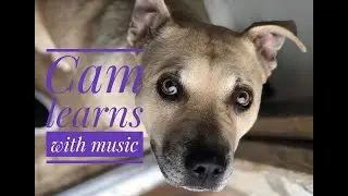 Dog bath trained by music