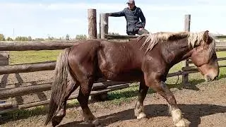 Знакомим лошадей