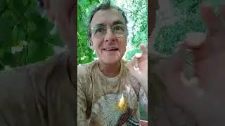 aquasafari in Amsterdam.ervaar jungle achtige taferelen  tijdens een medicinale planten vaartocht.