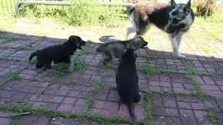 Бест Вео Лайн Глория со щенками помёта 