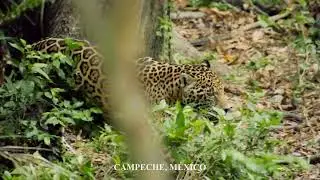 Mundo Maya CAMPECHE