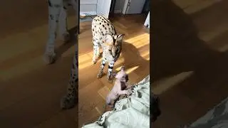 Леопардовые ляжки в ужасе 😱Чем все закончилось?Концовка в моей тгшке ссылка в шапке профиля! Жду!