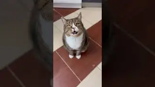 Ангельский голос кота Васи