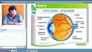 Заболевания глаз и способы регенерации органов зрения.