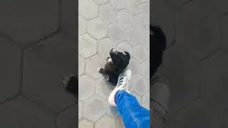 Dogs are cute 