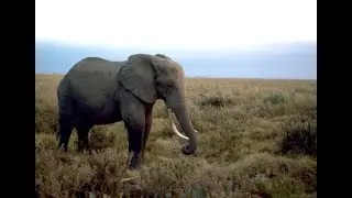 El Elefante Más Grande Visto En La Selva