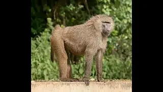 Apricot Baboons vs. The Penny Loafer Brigade