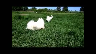 Marymoor Samoyed Meetup - 6/6/2015