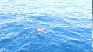 Elusive Water Boar sighting off the coast of Croatia