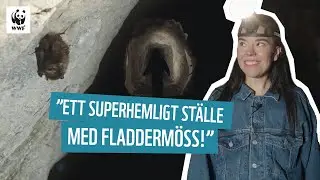 Fladdermössen i grottan | Julia, djuren & WWF