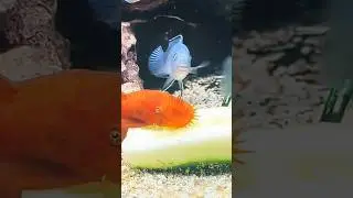 Rare Red Pleco Fish❤️#shorts