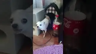Дмитрий  а я не понял , А где моя Кока Кола