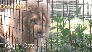 Cool Cats - Caged Cats