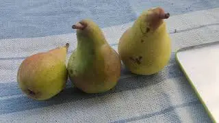 Аббат Феттель.Потребительская зрелость.