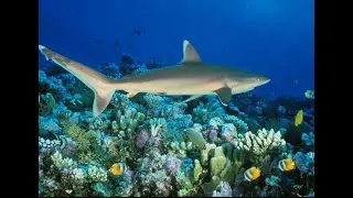 ПОСМОТРИТЕ КРАСИВЫЙ ПОДВОДНЫЙ МИР! Отель Али Баба Палас 4* Хургада Египет. Новости Египта.