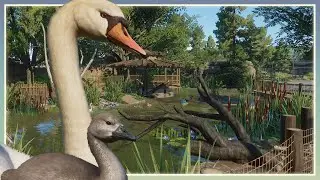Mute Swan Habitat! | River Rock Zoo Remodel | Planet Zoo Speed Build