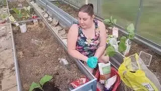 Высадка баклажанов
