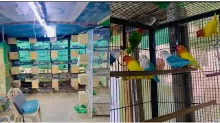 Sara lovebird ki breed sale krdi😳👍Kitna ka love bird sale hoye 🕊️🦜