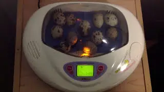 R-com Mini with Coturnix Quail eggs