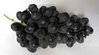 Веерная форма виноградного куста.