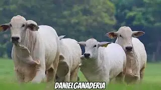 Brahman o Nelore? 🐮🧬