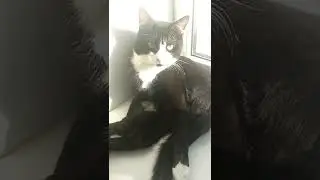 Господин кот
