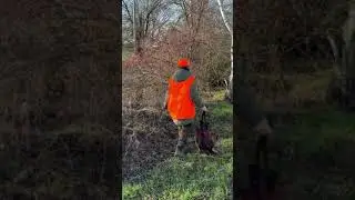 Охота на фазана #hunting #охота #pheasanthunting #фазан #