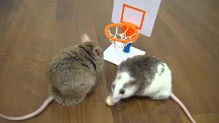 Mice Playing Basketball