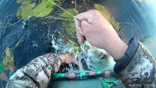 Щука Сэпа.