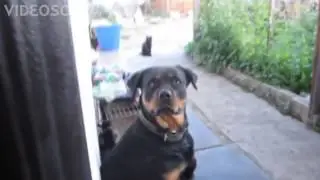 Стальные яйца