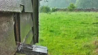 Barn owl needs to hunt after days of rain - Watch & See what happens!