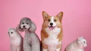 Free Copyright-safe Music - Vein - KV [Audio Library Release] Calm Song  (animals)