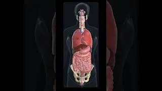 Human Body Organs 3D Animated Video